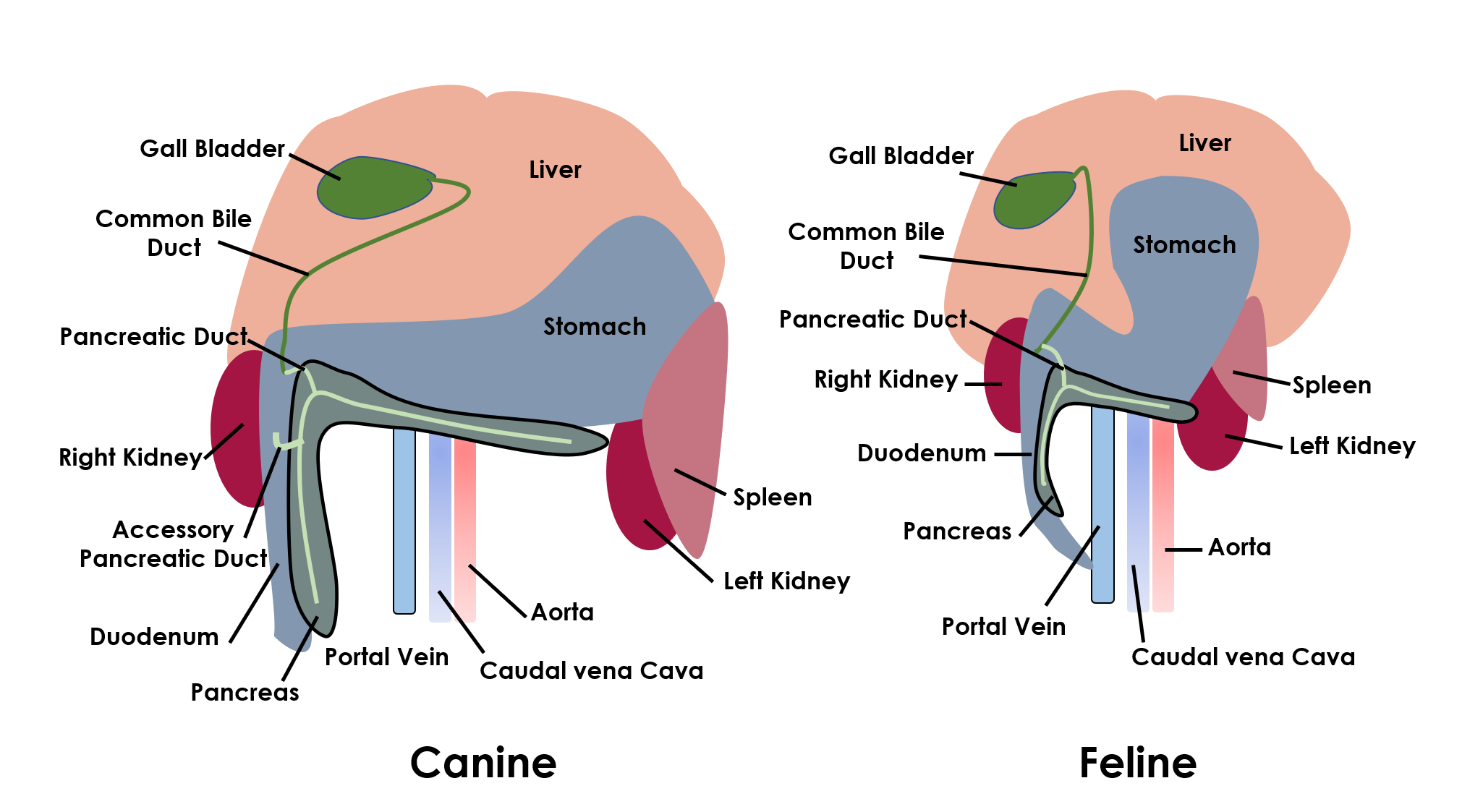 IMAGE 1 Pancreatic anatomy