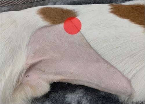 IMAGE 3 Right adrenal position