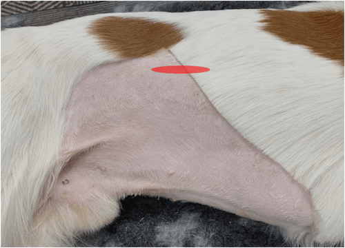 IMAGE 4 Right Lobe of the Pancreas Position