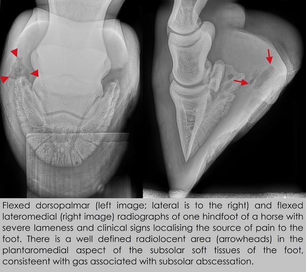 Flexed dorsopalmar