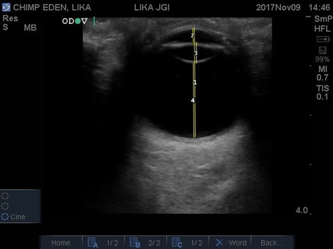 chimp ultrasound