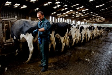 Vet ultrasound scanning cow