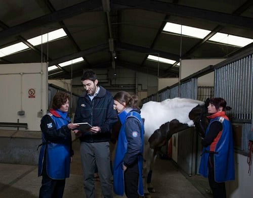 considerations equine x-ray image