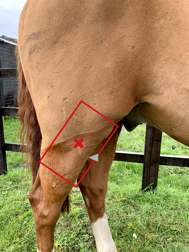 equine
