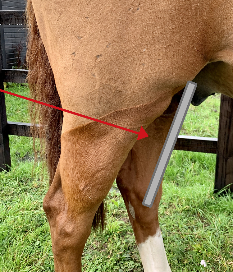 equine