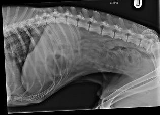 Abdominal x-ray - poor positioning of the pelvic limbs