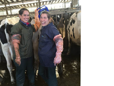 bovine ultrasound