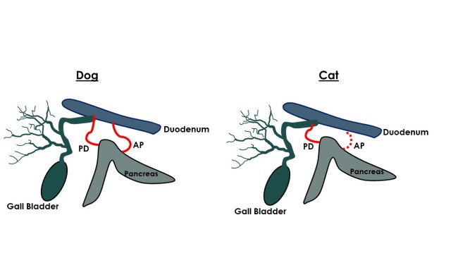 Biliary tree