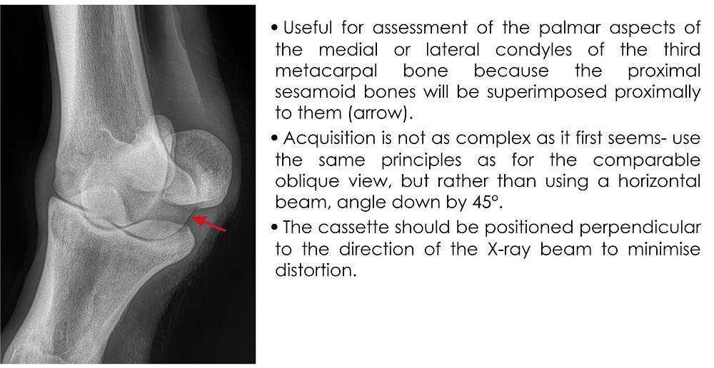 Fetlock angled down obliques