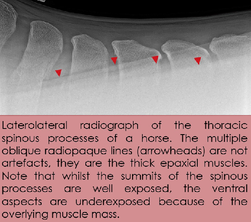 laterolateral radiograph