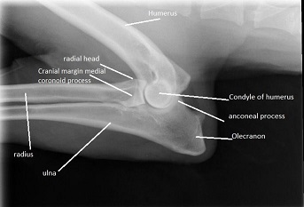 Flexed Lateral Elbow