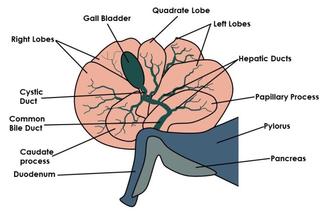 Gall Bladder Diagram