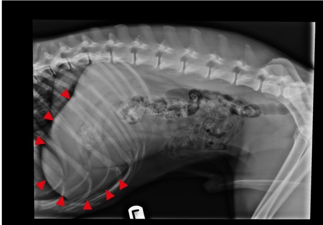 lateral x-ray