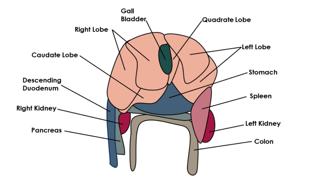 Liver diagram