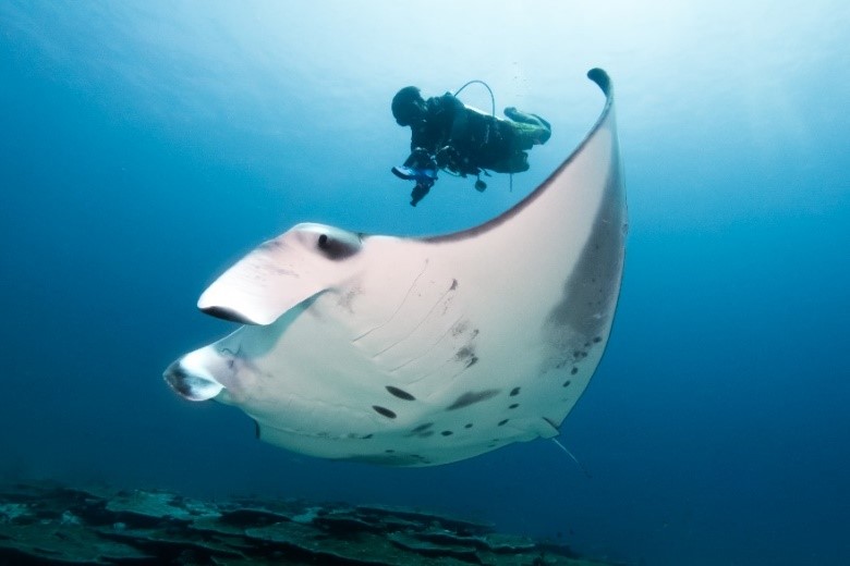 manta ray