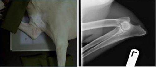 canine radiographs